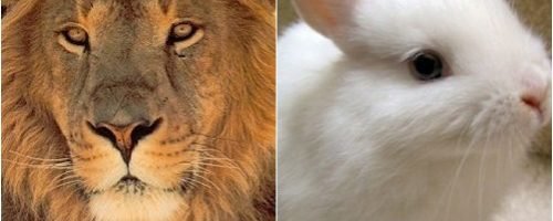 mate-um-lec3a3o-por-dia-e-um-coelhinho-fofinho-por-hora